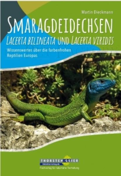 Smaragdeidechsen Lacerta bilineata und Lacerta viridis